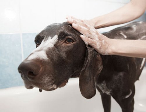 Dog hygiene at home